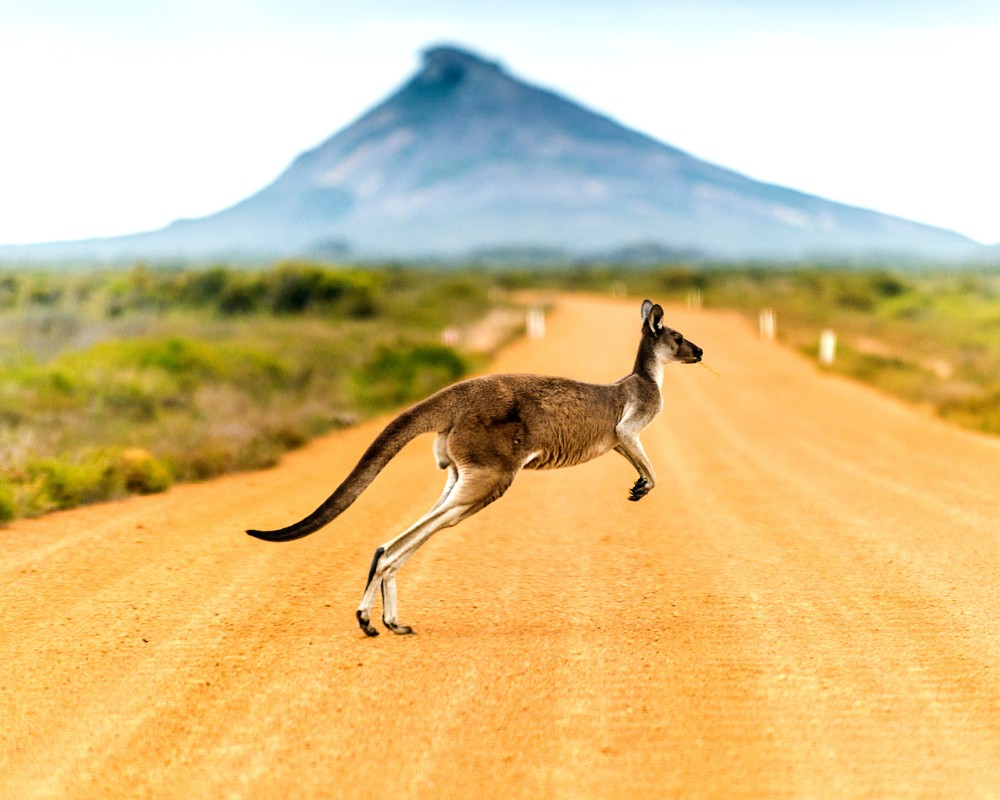 australia destination purrfect pilots