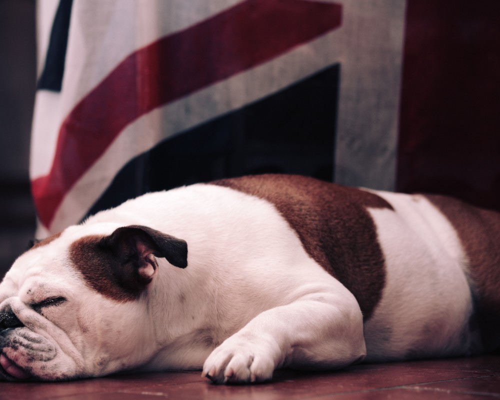 bulldog sleeing next to united kingdom flag destination purrfect pilots