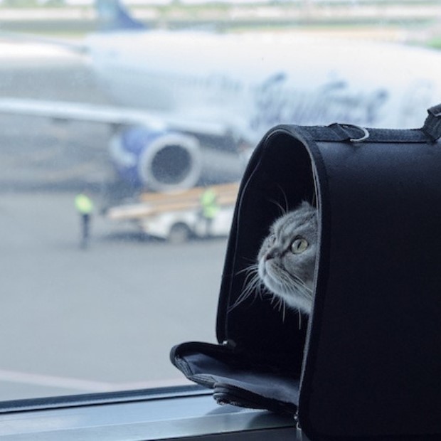 cat in a bag at airport excess luggage carry on service purrfect pilots header menu