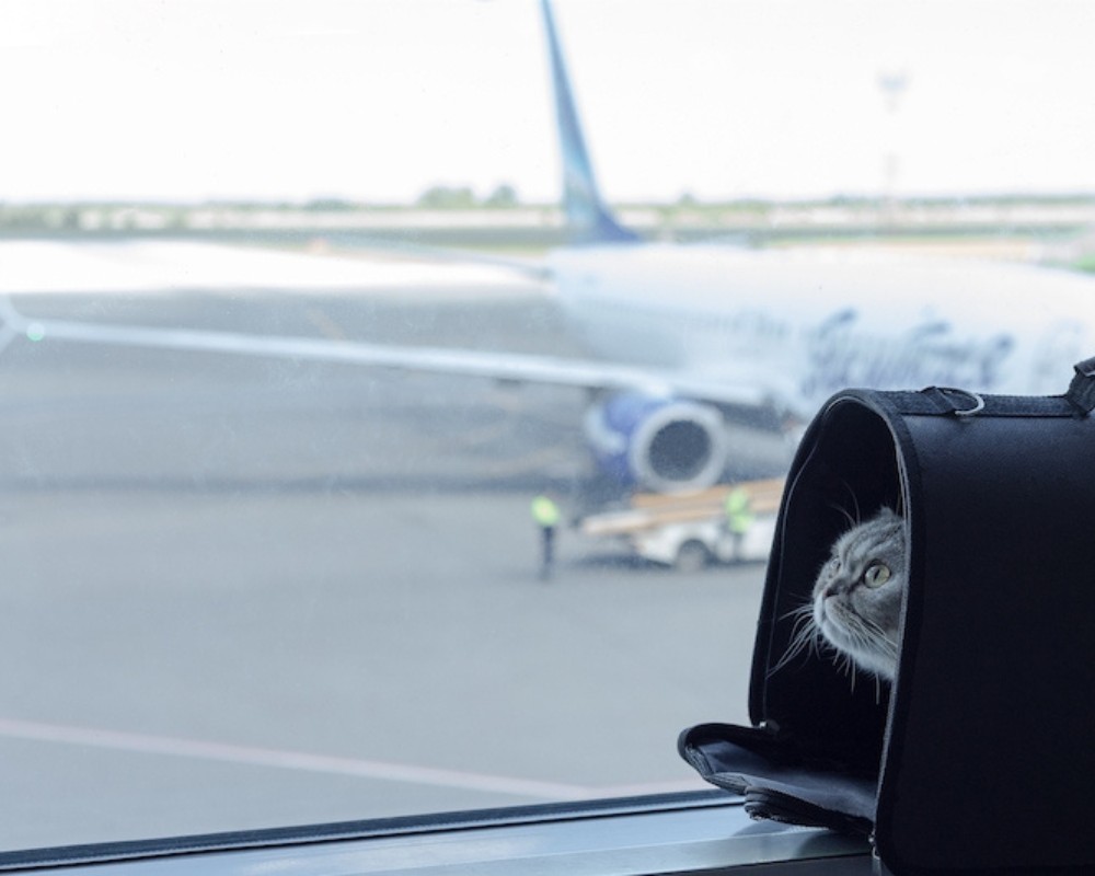 cat in a bag at airport excess luggage carry on service purrfect pilots