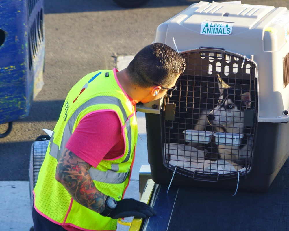 dog in a cage at airport pet cargo service purrfect pilots