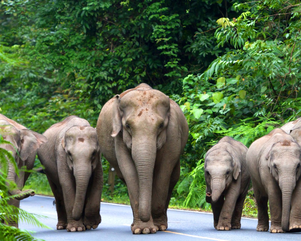 elephants walking on the street in thailand destination purrfect pilots