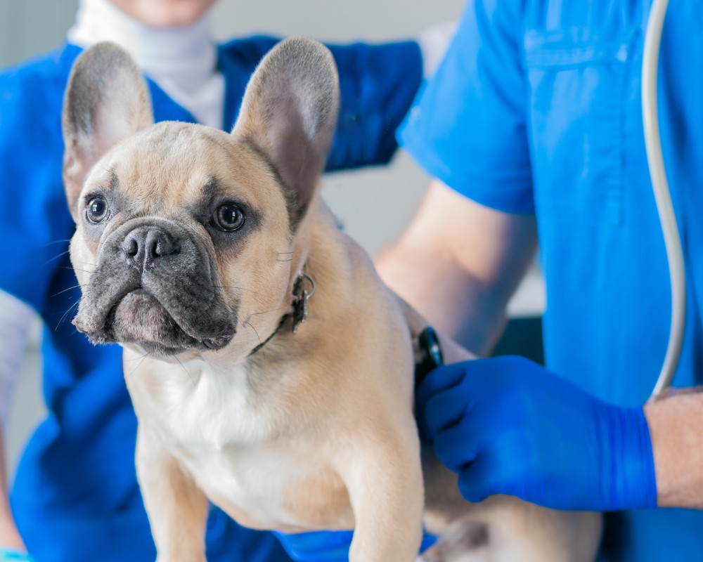 pug dog at the vet BOAS Health check purrfect pilots