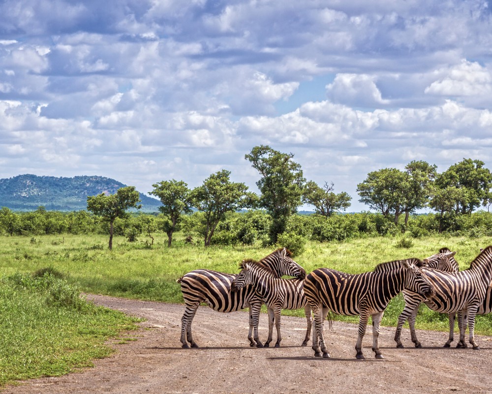 zebra in south africa destination purrfect pilots