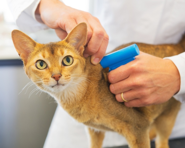 cat get microchipped bringing pets to australia purrfect pilots body