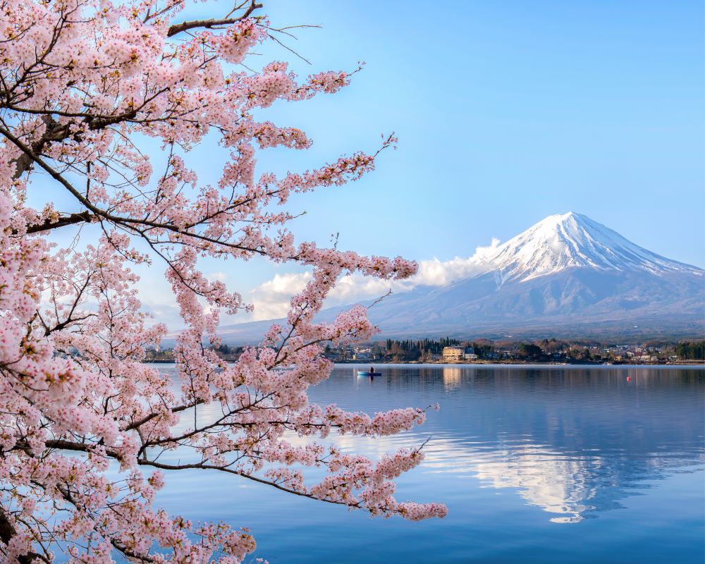 cherry blossom next to lake japan destination purrfect pilots