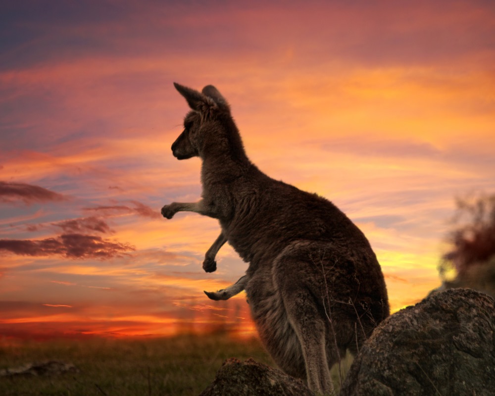 kangaroo in the sunset bringing pets to australia purrfect pilots feature