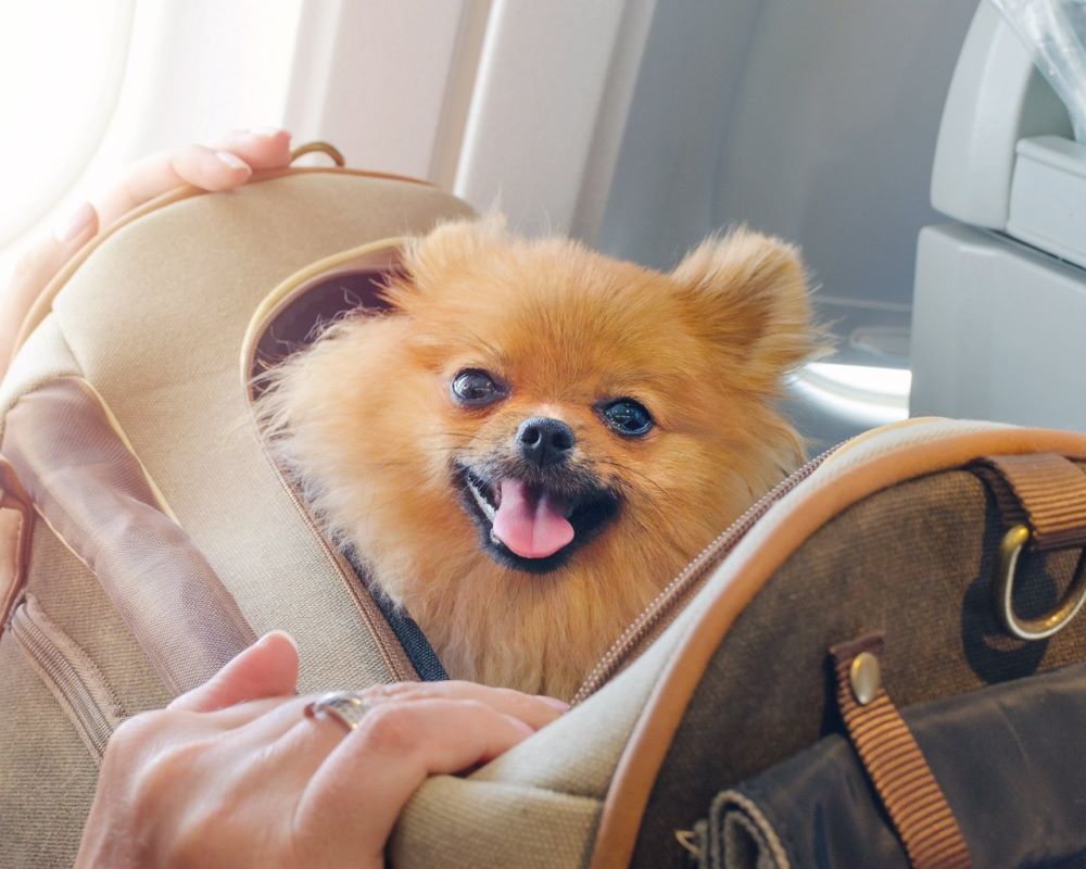 little dog in a bag on airplane excess luggage service purrfect pilots