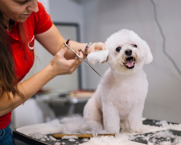 pet getting grooming services bringing pets to australia purrfect pilots body