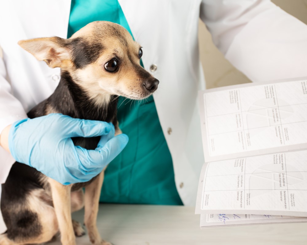 tiny dog getting health check documents service purrfect pilots