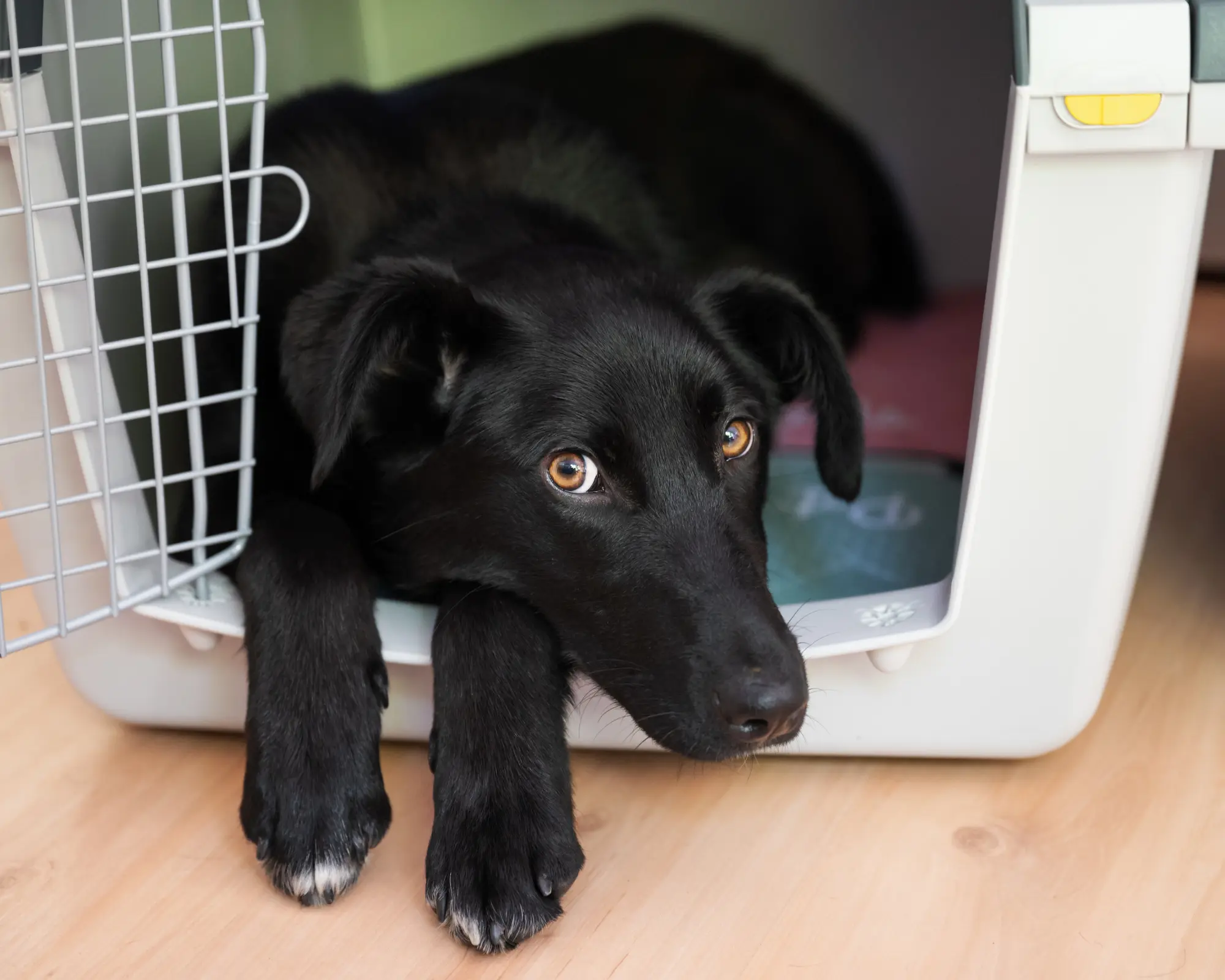 a black dog lying in a crate bringing pet dogs and cats to the United States purrfect pilots