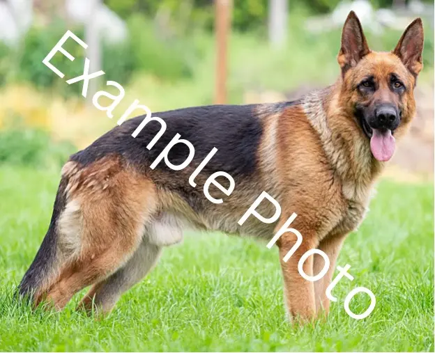 a german shepherd stands on the ground with the water mark example photo Bringing pet dogs and cats to the United States A step-by-step import guide for smooth travel purrfectpilots