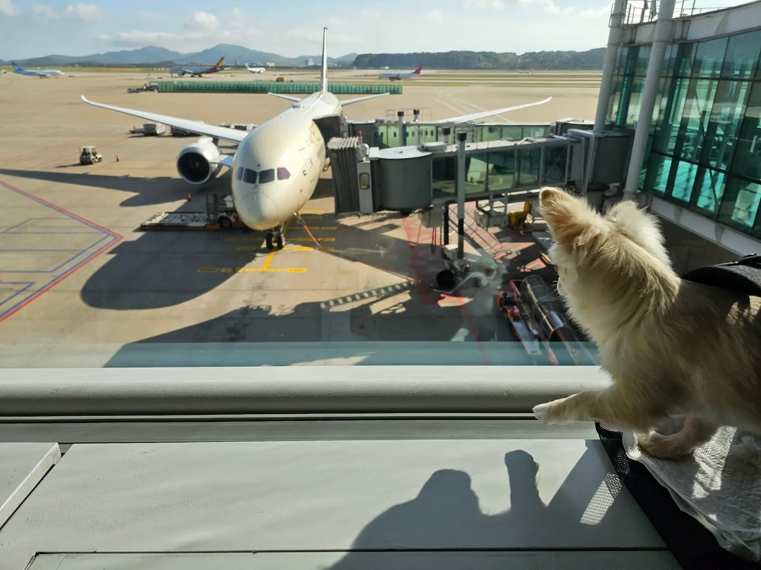 a small dog peeking out from a pet carrier to the view of airport landing bringing pet cats and dogs to the United States purrfectpilots