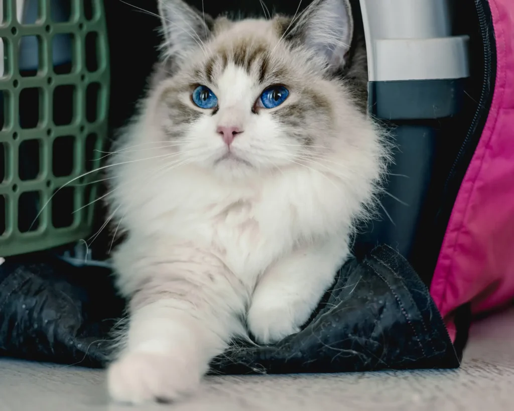 a white, long-haired cat chilling in the crate purrfect pilots