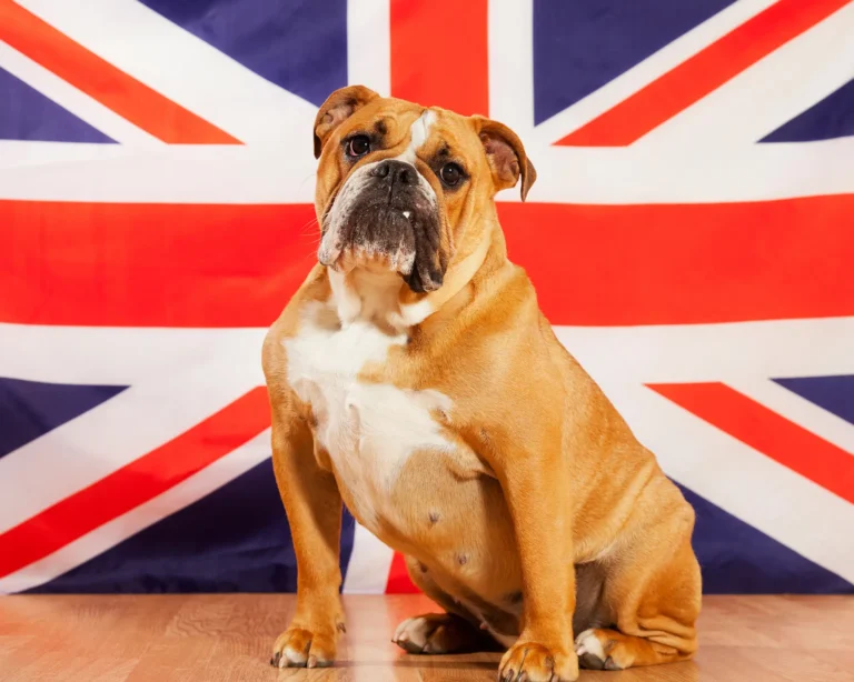 english bulldog sitting in front of a UK flag bringing pet dogs and cats to Great Britain purrfect pilots