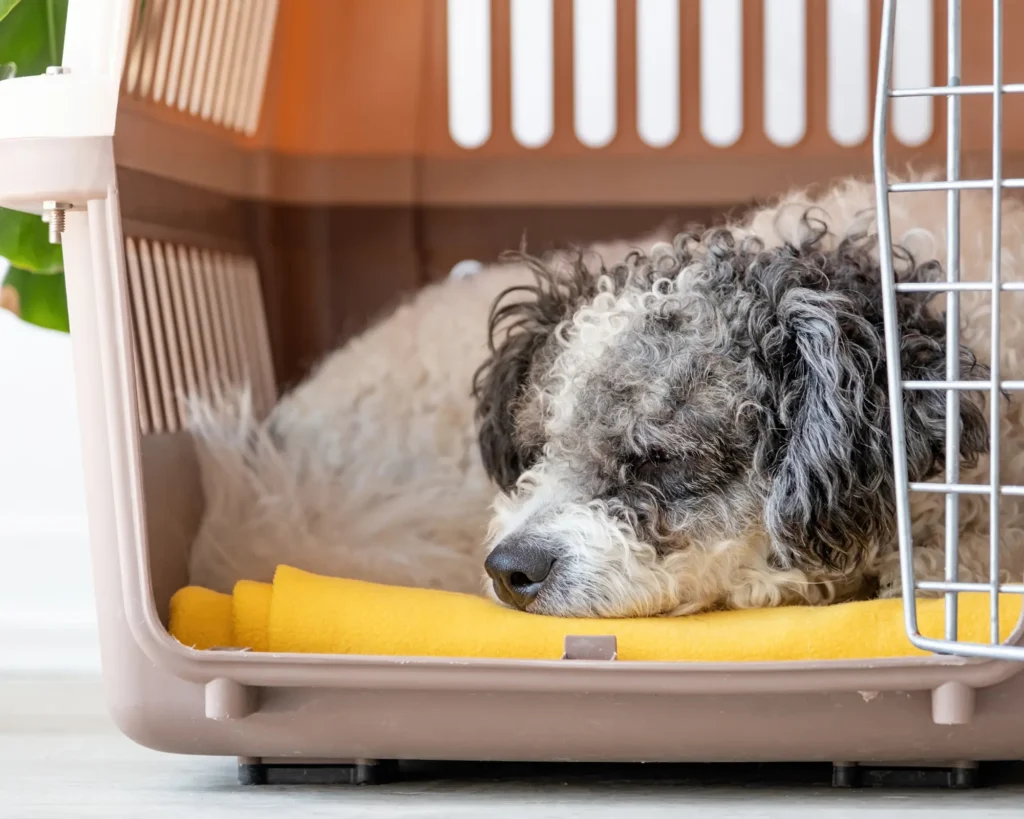 a dog resting in a opening crate bringing pet dogs and cats to the european union purrfect pilots