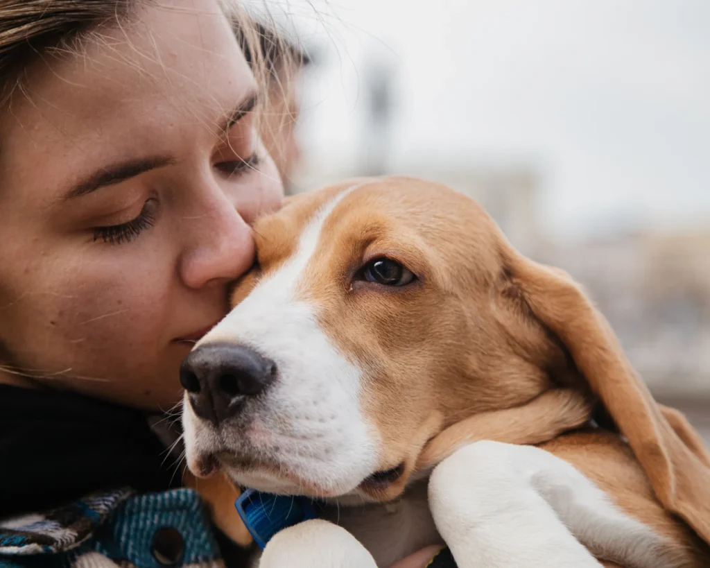 a woman kissing a beagle dog bringing pet dogs and cats to Great Britain purrfect pilots