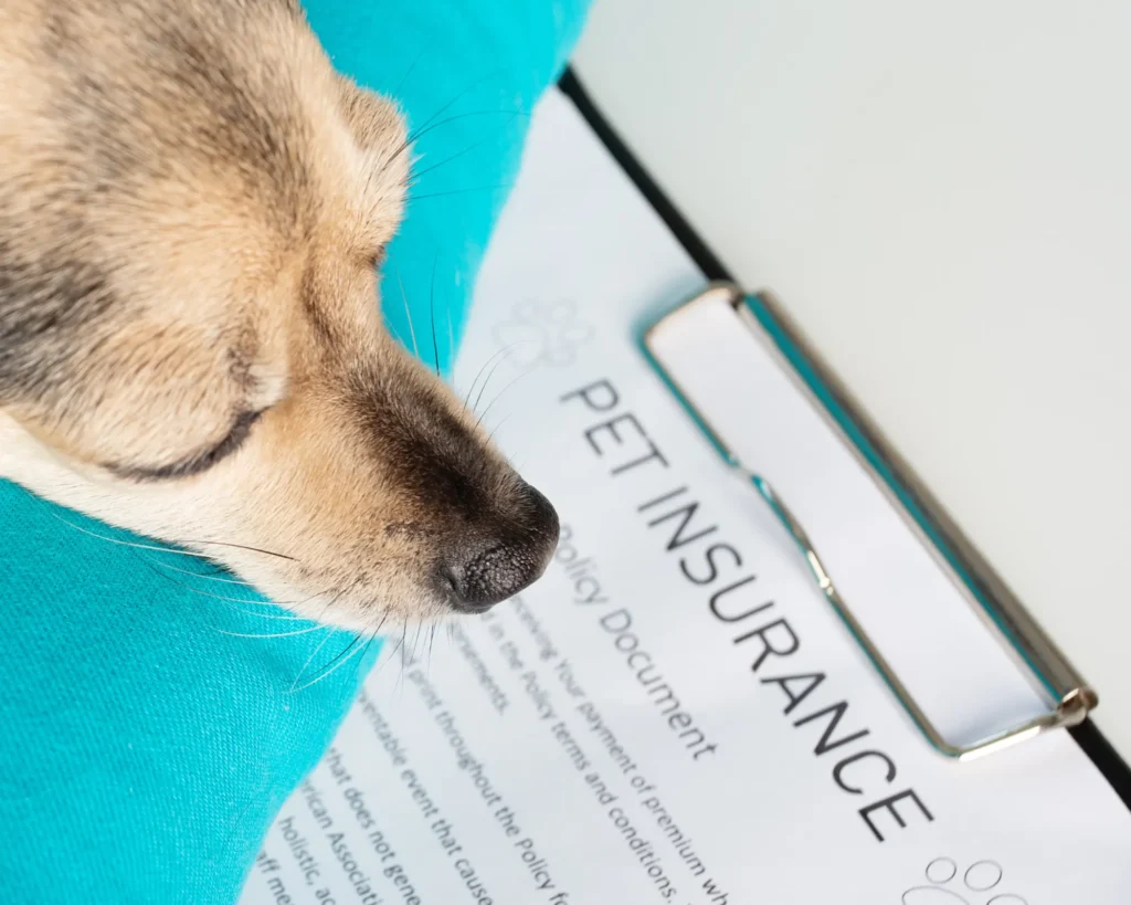 a dog looking at a pet insurance form bringing pet dogs and cats to Great Britain purrfect pilots