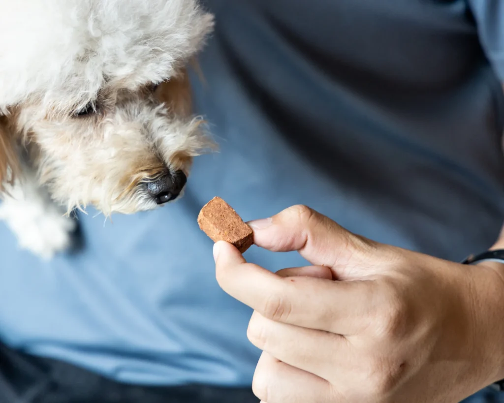 a man feeds a dog tapeworm treatment pill bringing pet dogs and cats to Great Britain purrfect pilots