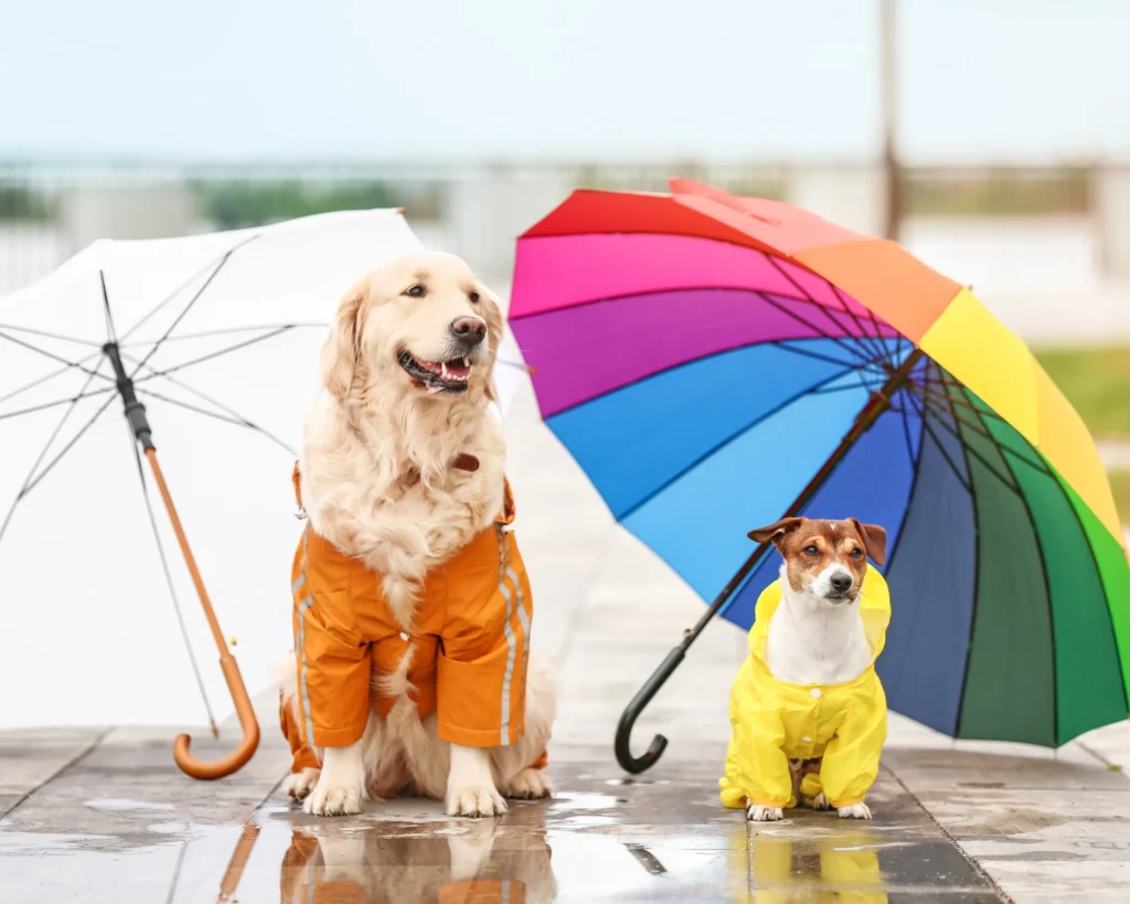 two dogs in raincoats next to two umbrellas in the rain bringing pet dogs and cats to Great Britain purrfect pilots 