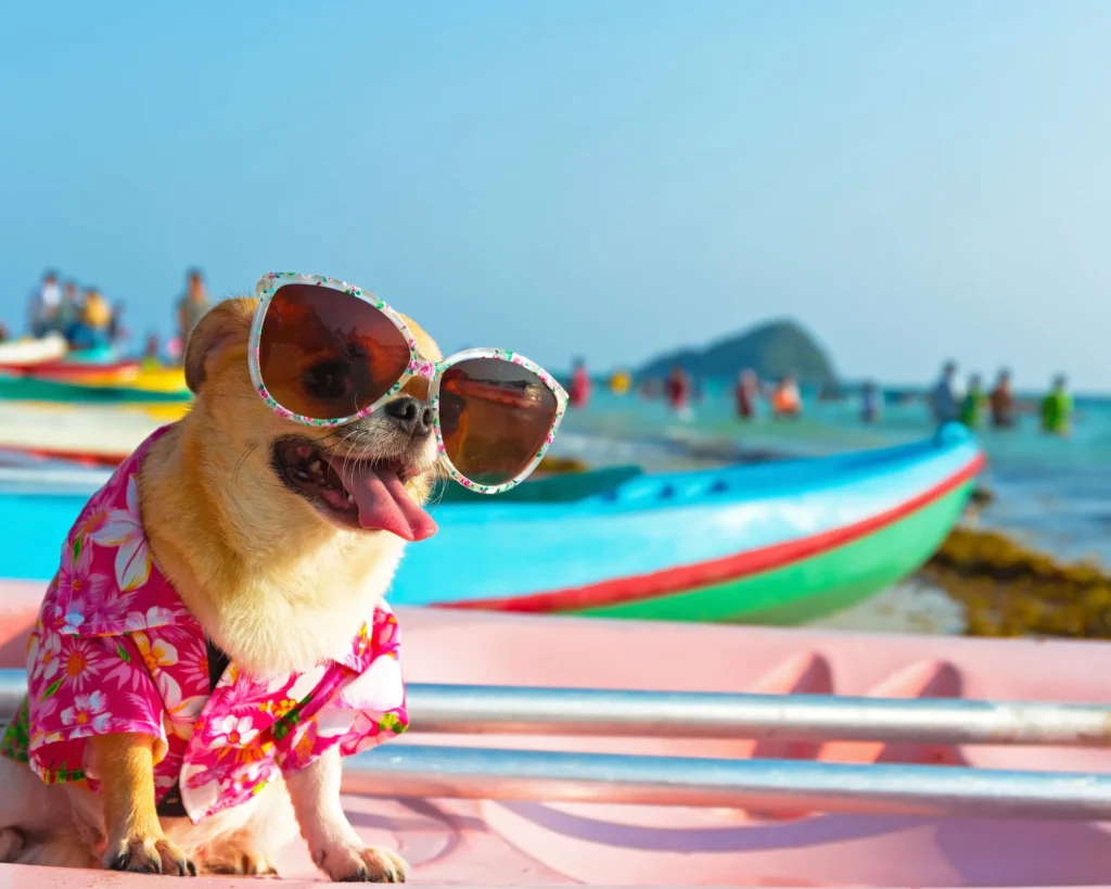 a small dog wearing sun glasses chilling on a beach what you need to know about bringing pets to thailand purrfect pilots