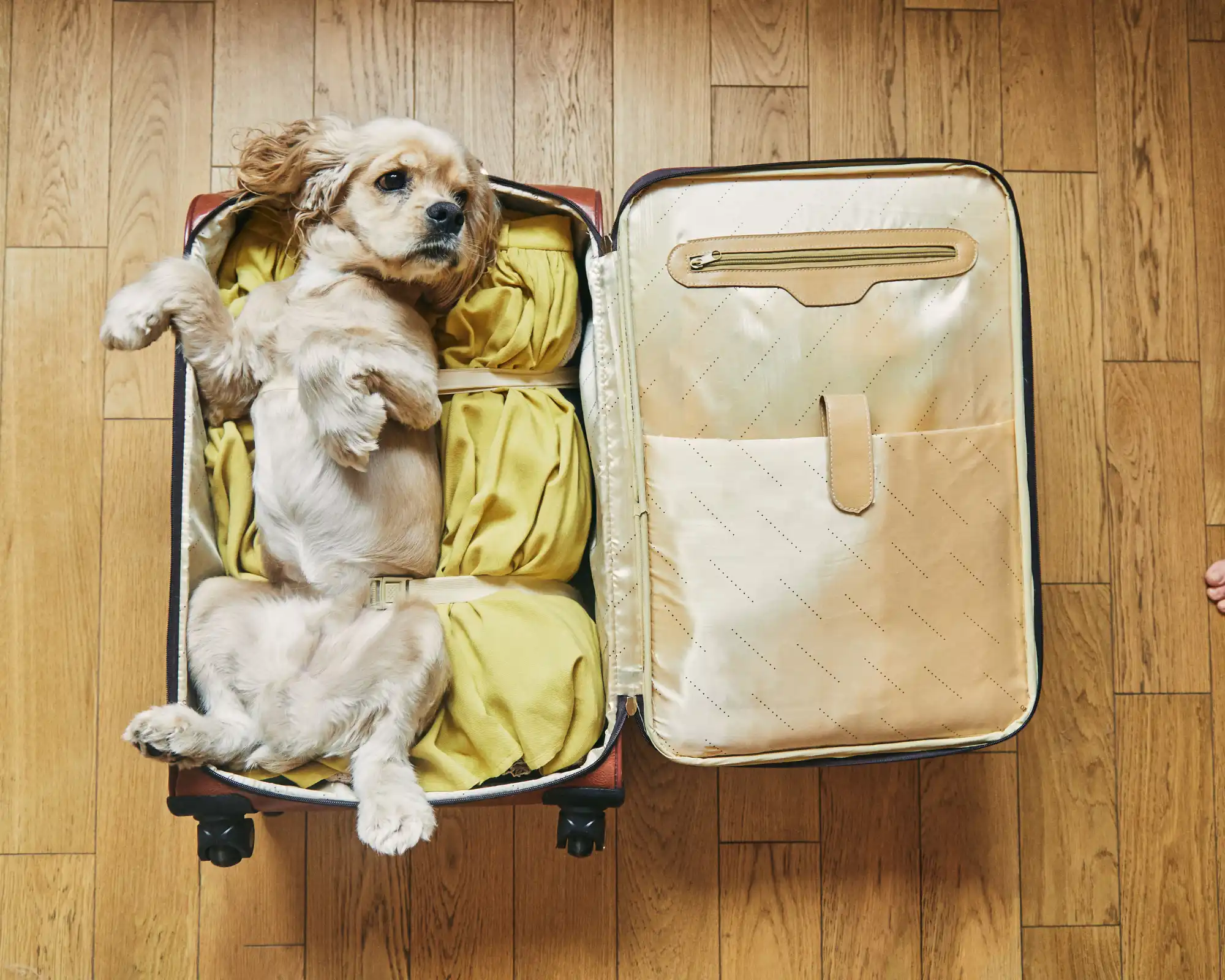 a dog lying comfortably in a luggage a beginner's guide how to prepare for pet travel purrfect pilots