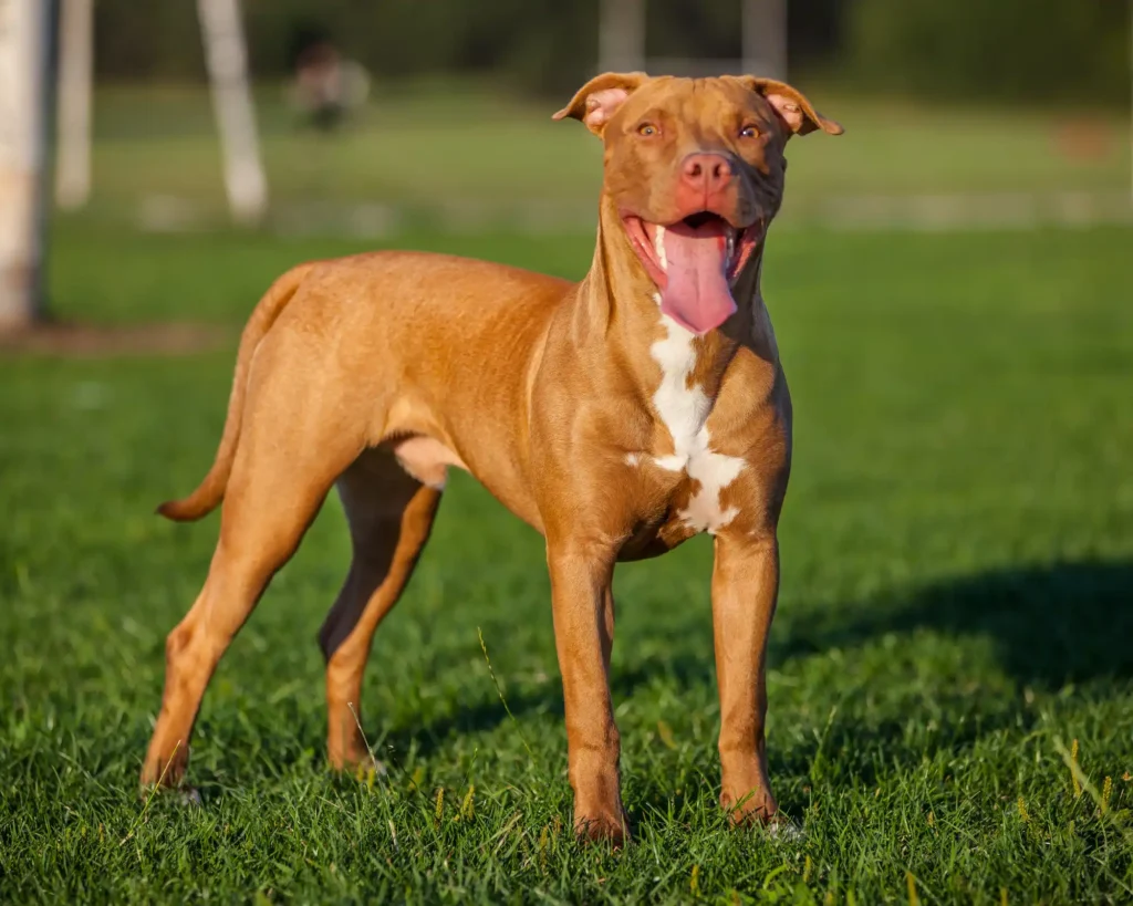 a pitbull standing on a grass field a beginner's guide how to prepare for pet travel purrfect pilots