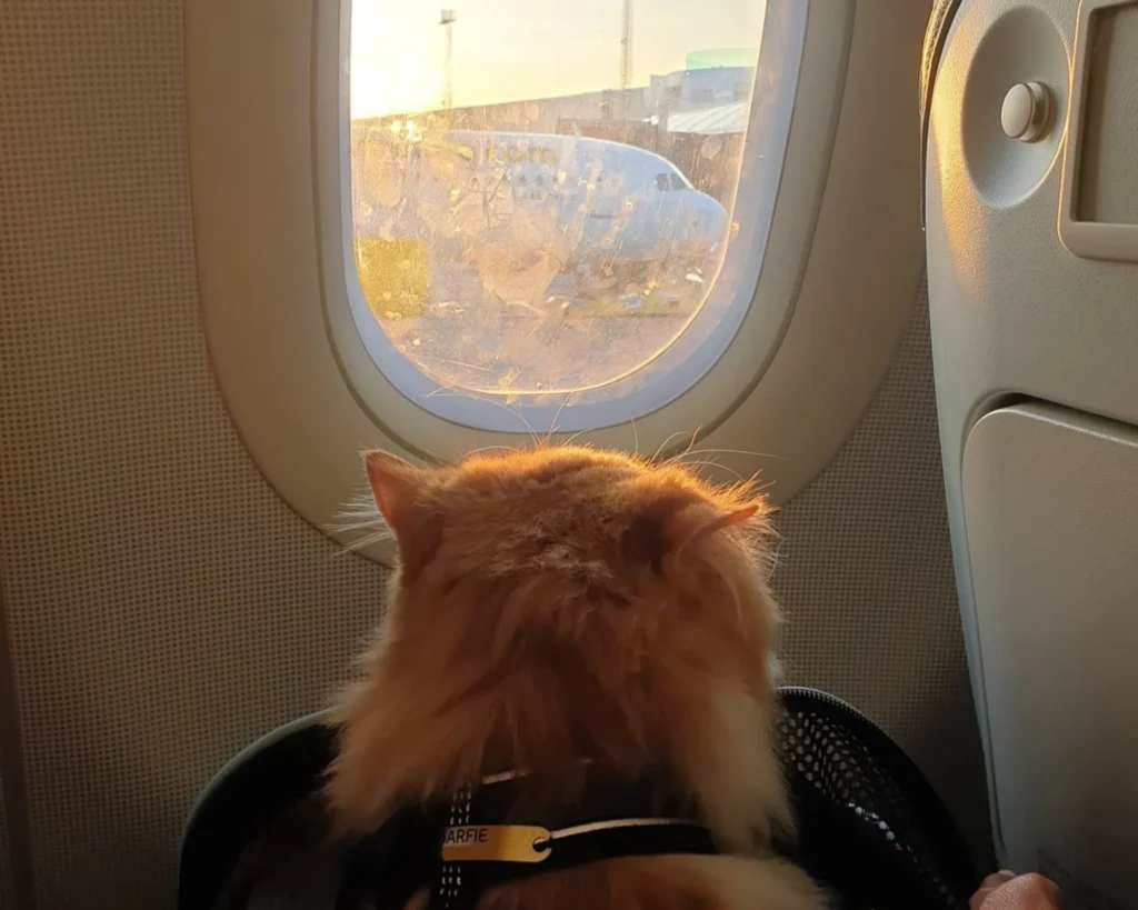 a cat looking out the plane window a beginner's guide how to prepare for pet travel purrfect pilots 