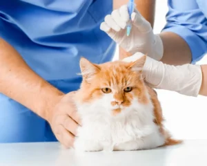 a bicolor cat getting vaccinanted a beginner's guide how to prepare for pet travel purrfect pilots