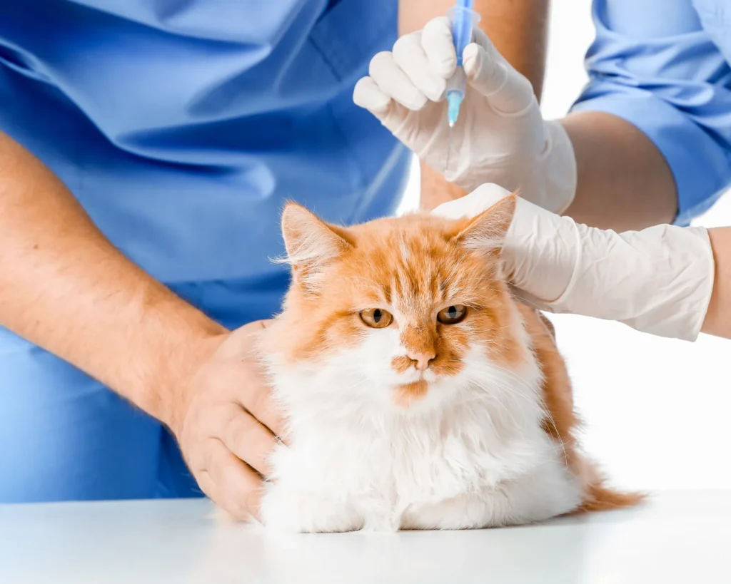 a bicolor cat getting vaccinanted a beginner's guide how to prepare for pet travel purrfect pilots 