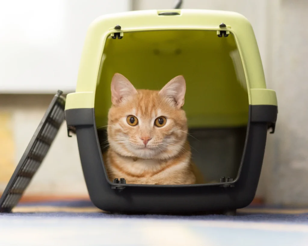 a ginger cat lying in a pet crate what you need to know about bringing pets to thailand purrfect pilots