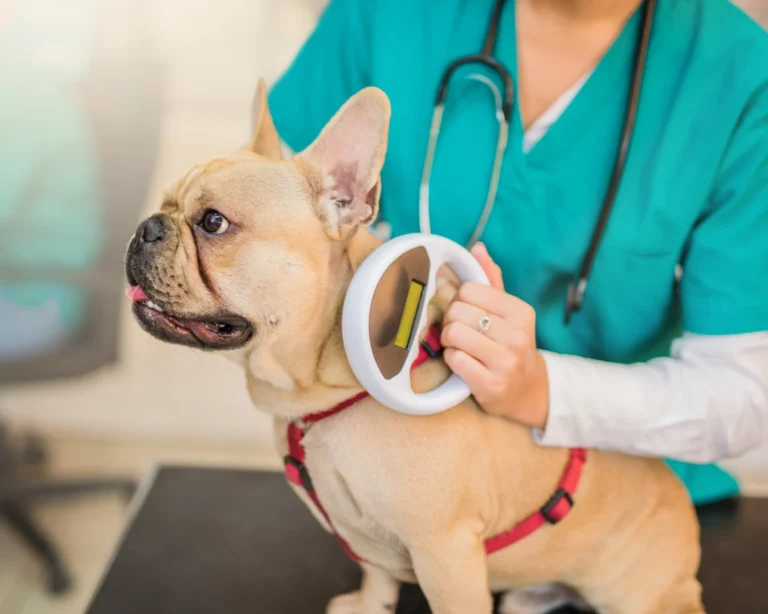 a veterinarian examining a frenchie pet microchip purrfect pilots