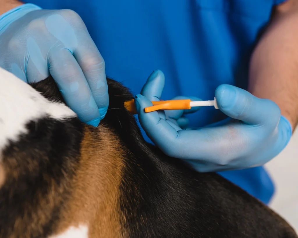 a veterinarian inserting a microchip for a dog pet microchip purrfect pilots