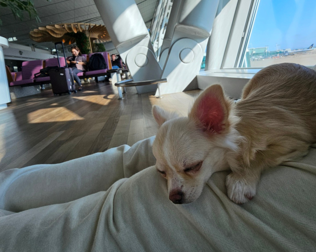 a little dog sleeping on a lap pet microchip purrfect pilots