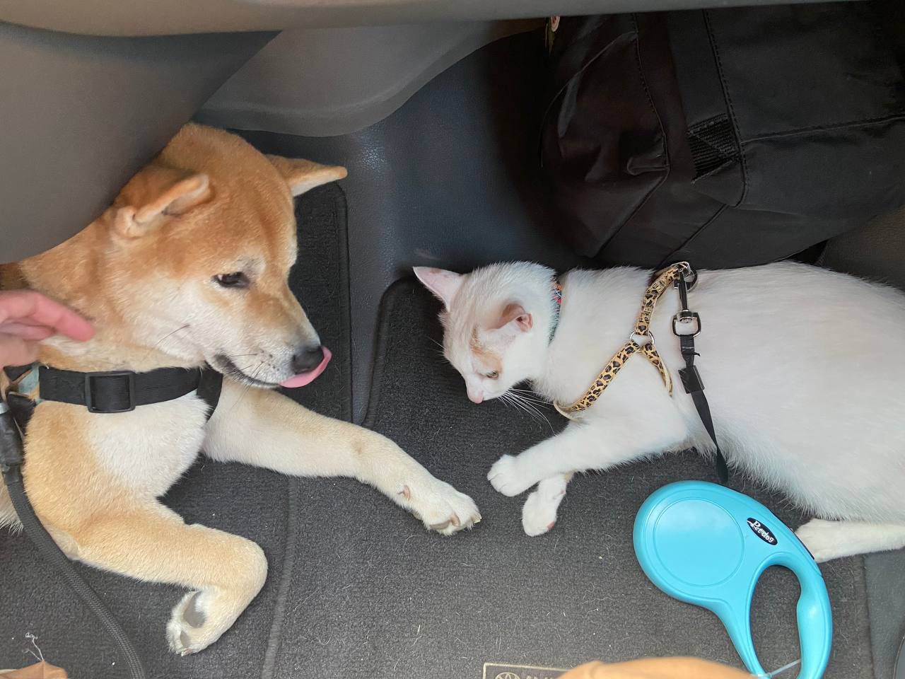 Meet Percy & Pixie professional pet movers