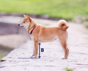 elbow height measurement for pet crate size calculator