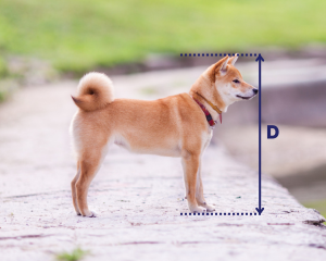 height measurement for pet crate size calculator