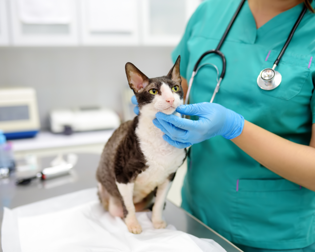 a cat getting healthcheck bringing pets to india purrfect pilots