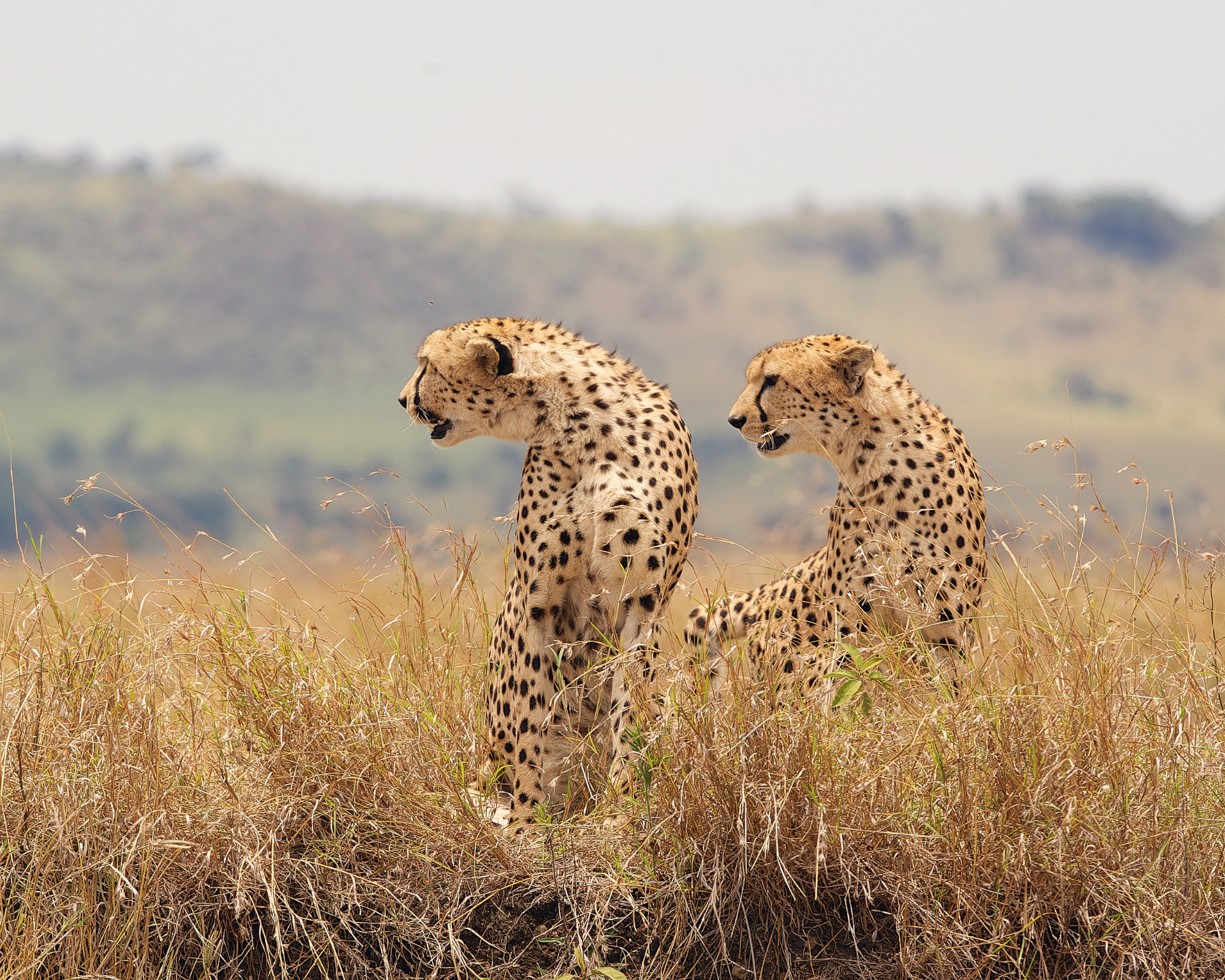 two cheetahs in the wild bringing pet dogs and cats to south africa purrfect pilots