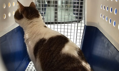 a cat in a crate bringing pet dogs and cats to south africa purrfect pilots