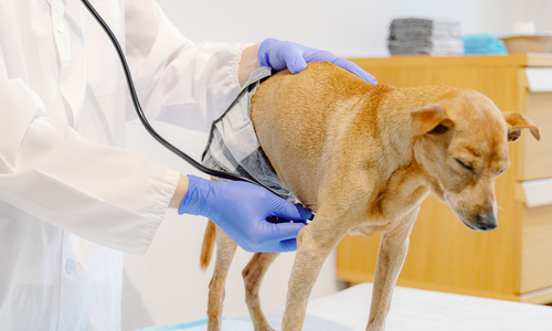 a dog getting health check bringing pet dogs and cats to south africa purrfect pilots